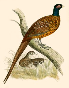 Pheasant